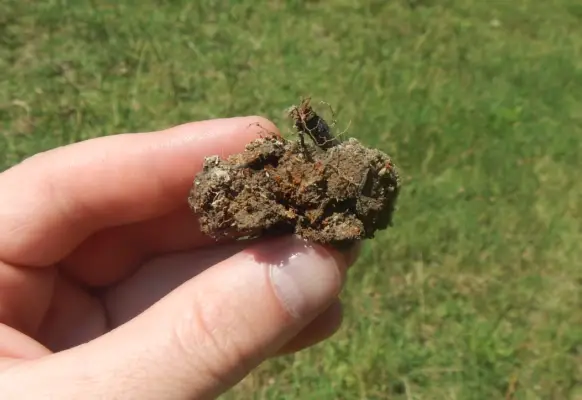 Clay Loam Hydric Soil