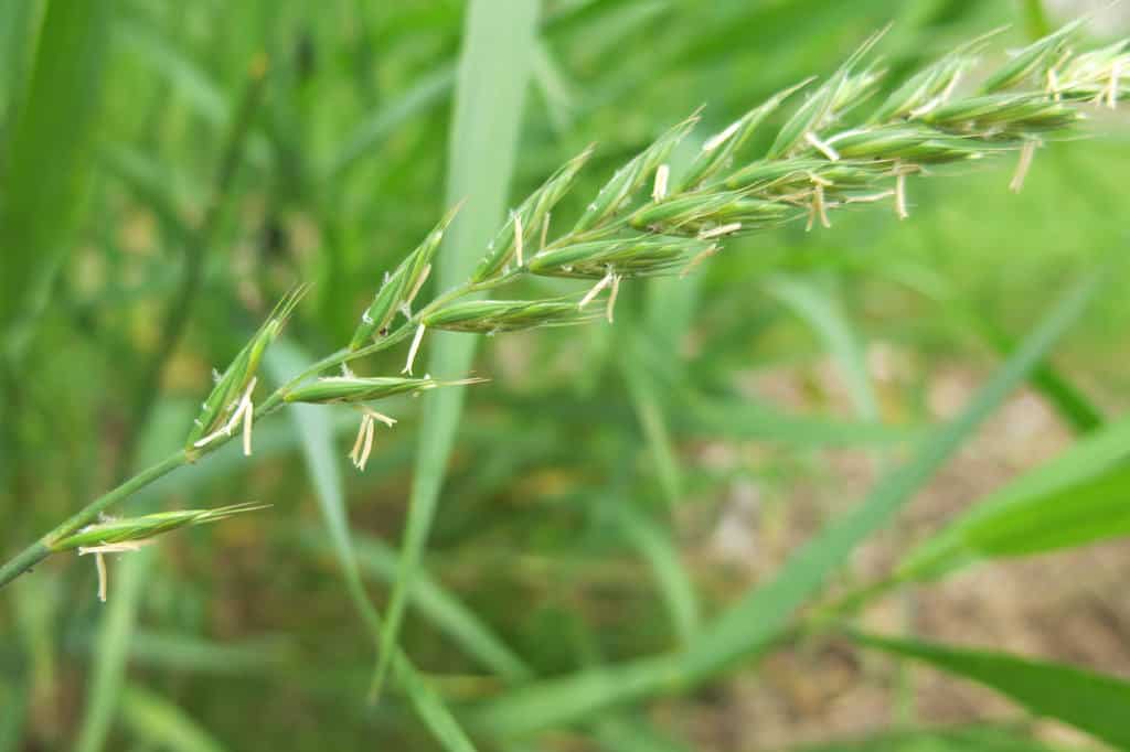 Wetland Grasses Identification